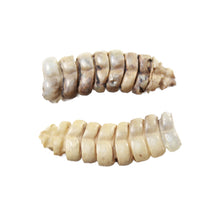 2 Rattlesnake Rattles  #5258    Taxidermy Diamondback Sidewinder
