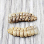 2 Rattlesnake Rattles  #5258    Taxidermy Diamondback Sidewinder