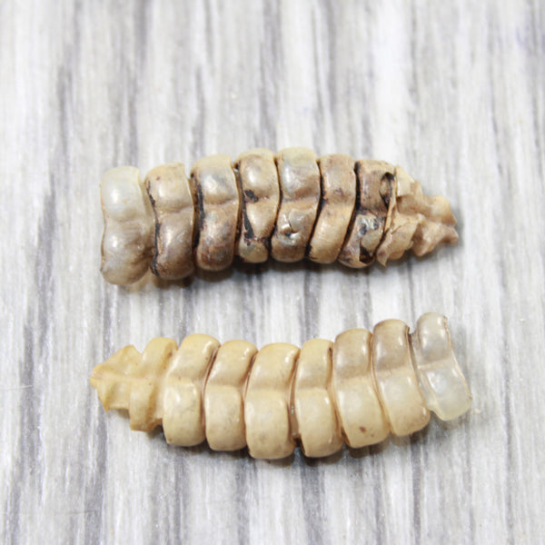 2 Rattlesnake Rattles  #5258    Taxidermy Diamondback Sidewinder