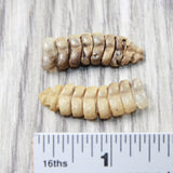 2 Rattlesnake Rattles  #5258    Taxidermy Diamondback Sidewinder