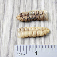 2 Rattlesnake Rattles  #5258    Taxidermy Diamondback Sidewinder