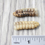 2 Rattlesnake Rattles  #5258    Taxidermy Diamondback Sidewinder