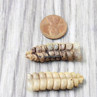 2 Rattlesnake Rattles  #5258    Taxidermy Diamondback Sidewinder