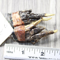 Alligator Feet Earrings  #4258  Mountain Man Earrings