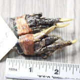 Alligator Feet Earrings  #4258  Mountain Man Earrings