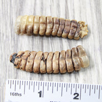 2 Very Large Stiff Rattlesnake Rattles  #7258    Taxidermy Diamondback Sidewinder