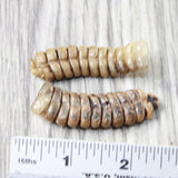 2 Very Large Stiff Rattlesnake Rattles  #7258    Taxidermy Diamondback Sidewinder