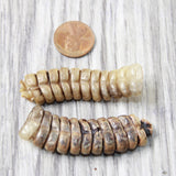 2 Very Large Stiff Rattlesnake Rattles  #7258    Taxidermy Diamondback Sidewinder