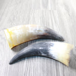 2 Raw Unfinished Cow Horns #9258     Natural Colored