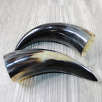 2 Polished Cow Horns #6849 Natural colored