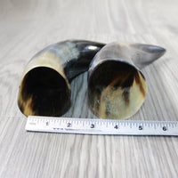 2 Polished Cow Horns #6849 Natural colored