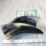 2 Polished Cow Horns #6849 Natural colored