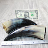 2 Polished Cow Horns #6849 Natural colored