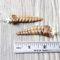 Extra Large Rattlesnake Rattle Earrings  #6358  Mountain Man Earrings