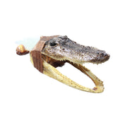 Alligator Head Handle Opalite Blade Ornamental Knife #2458     Mountain Man Knife