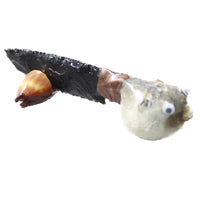 Parrot Puffer Fish Handle Obsidian Blade Ornamental Knife #6558  Mountain Man Knife