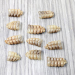 10 Small  Rattlesnake Rattles  #7558    Taxidermy Diamondback Sidewinder