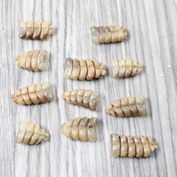 10 Small  Rattlesnake Rattles  #7558    Taxidermy Diamondback Sidewinder