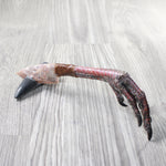 Turkey Foot Handle Stone Blade Ornamental Knife #7658    Mountain Man Knife