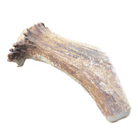 Natural Shed Elk Antler Crown  #6658    Taxidermy