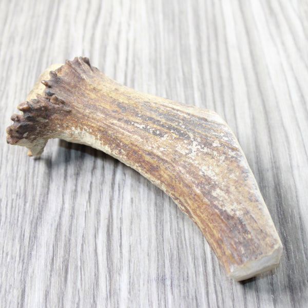 Natural Shed Elk Antler Crown  #6658    Taxidermy