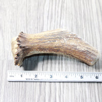 Natural Shed Elk Antler Crown  #6658    Taxidermy