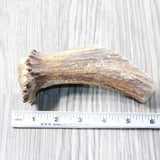 Natural Shed Elk Antler Crown  #6658    Taxidermy