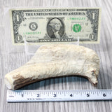 Natural Shed Elk Antler Crown  #6658    Taxidermy