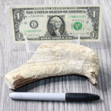 Natural Shed Elk Antler Crown  #6658    Taxidermy