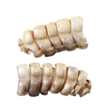2 Small Rattlesnake Rattles  #9758    Taxidermy Diamondback Sidewinder