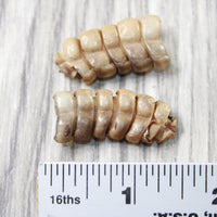 2 Small Rattlesnake Rattles  #9758    Taxidermy Diamondback Sidewinder