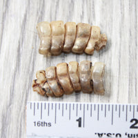 2 Small Rattlesnake Rattles  #9758    Taxidermy Diamondback Sidewinder