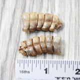 2 Small Rattlesnake Rattles  #9758    Taxidermy Diamondback Sidewinder