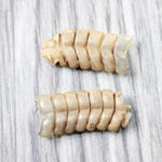 2 Small Rattlesnake Rattles  #4858    Taxidermy Diamondback Sidewinder