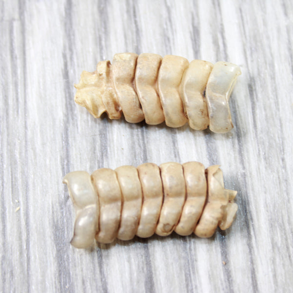 2 Small Rattlesnake Rattles  #4858    Taxidermy Diamondback Sidewinder