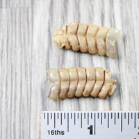 2 Small Rattlesnake Rattles  #4858    Taxidermy Diamondback Sidewinder