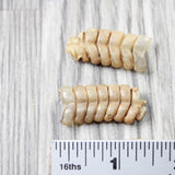 2 Small Rattlesnake Rattles  #4858    Taxidermy Diamondback Sidewinder