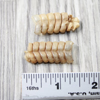 2 Small Rattlesnake Rattles  #4858    Taxidermy Diamondback Sidewinder