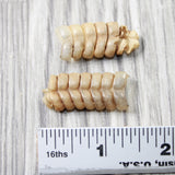 2 Small Rattlesnake Rattles  #4858    Taxidermy Diamondback Sidewinder