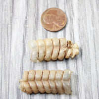2 Small Rattlesnake Rattles  #4858    Taxidermy Diamondback Sidewinder