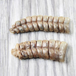 2 Large Stiff Rattlesnake Rattles  #7958    Taxidermy Diamondback Sidewinder