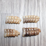 4 Small Rattlesnake Rattles  #1567   Taxidermy Diamondback Sidewinder