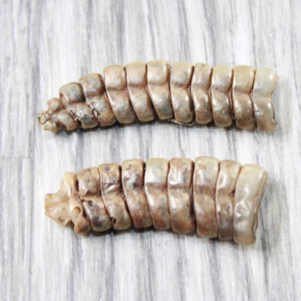 2 Large Stiff Rattlesnake Rattles  #7958    Taxidermy Diamondback Sidewinder