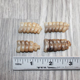 4 Small Rattlesnake Rattles  #1567   Taxidermy Diamondback Sidewinder