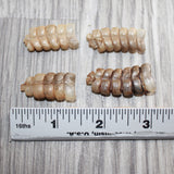 4 Small Rattlesnake Rattles  #1567   Taxidermy Diamondback Sidewinder