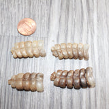 4 Small Rattlesnake Rattles  #1567   Taxidermy Diamondback Sidewinder