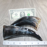 2 Small Polished Cow Horns #667    Natural colored