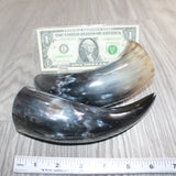 2 Small Polished Cow Horns #667    Natural colored
