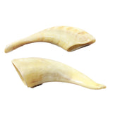 2 Small Polished Goat Horns #4159      Natural Colored