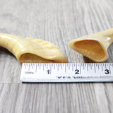 2 Small Polished Goat Horns #4159      Natural Colored